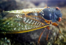 The cicadas are coming…