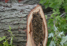 Honeybee Hive Relocated After Tree Trimming Leads To Its Discovery