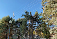 Warsaw Parks Board OKs Replacement Of Trees