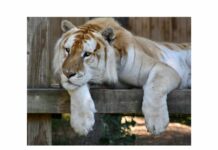 Black Pine applauds signing of ‘Big Cat Public Safety Act’ into law