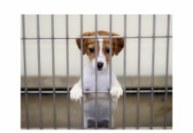 Indiana bills backed by national pet store chain face pushback from animal advocates