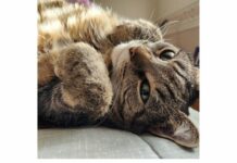 Spay-Neuter clinic Feb. 26 in Warsaw