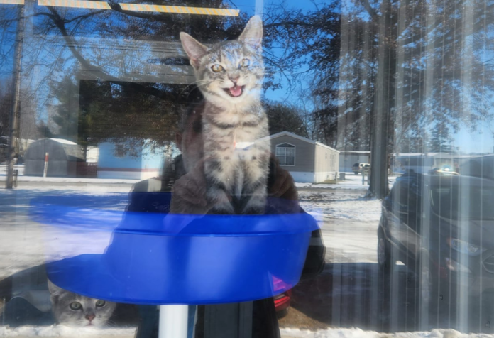 AWL Cat in the window - Edited