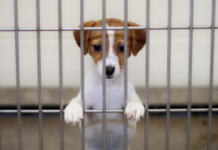 Commercial dog breeders win out as Senate passes pet store measure