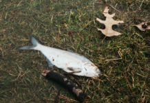 Pike Lake fish kill unlikely to have long-term effects, says Lilly Center