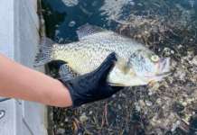 Fish kill on Lake Wawasee no cause for alarm, says Lilly Center