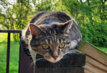 Spay-neuter clinics in Warsaw on July 7, Aug. 6