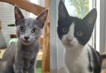 AWL reaches capacity with cats, urgently seeks support