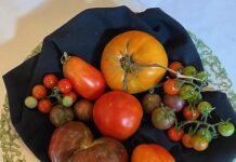 16th Annual Heirloom Tomato Festival Is Saturday