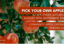 It’s prime picking for apples this year