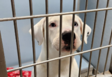 AWL, at capacity, announces discounted adoption rates on older pets