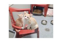 BREAKING: Animal Welfare League extends and expands adoption discount program as housing crisis grows