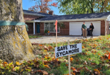Support behind Sycamore grows as city seeks way to save massive tree