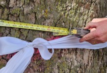 Love for Warsaw’s historic Sycamore tree highlighted as future remains uncertain