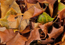 Leaf pickup begins Monday in Warsaw