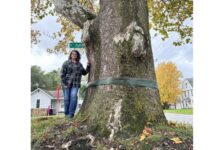 Sheridan Street homeowner hopes to save centuries-old Sycamore
