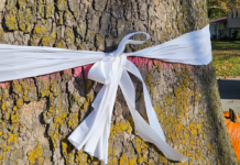 Homeowner hopes to soon remove ribbon from giant Sycamore