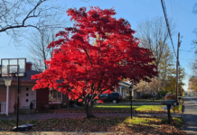 Send us your fall foliage photos!