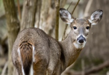 Chronic wasting disease reported northeast of Kosciusko County