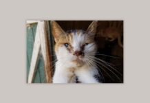PETA seeks criminal charges after animals removed from ministry