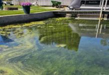 Toxic blue-green algae bloom confirmed at Big Chapman Lake