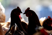 As bird flu continues to spread, Indiana holds off on mandatory dairy cattle testing