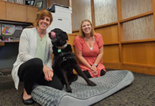 Therapy dog joins Warsaw city hall, offers emotional support