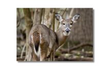 Warsaw deer task force taking applications