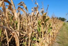 Dry conditions speeding up harvest process