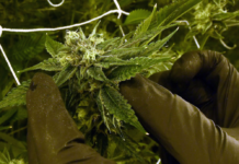 Prominent Republicans back ‘safe and regulated’ marijuana legalization group