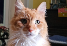 Public Vet offers spay-neuter discounts at area events in coming weeks