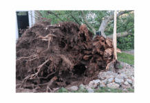 Wind storm causes damage, interrupts Third Friday, Fat & Skinny activities