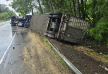 Farmers rescue cattle after truck and trailer tip over in Steuben County