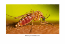 West Nile Virus detected in five cases in Marshal County