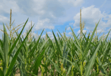 Agri flights, fuel sales on the rise at Warsaw Municipal Airport