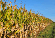 Corn, soybean yields across Indiana uncertain after ‘very dry’ August