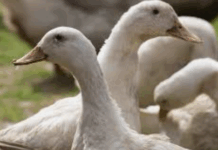 New reports of Bird flu announced in LaGrange and Elkhart counties