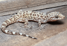 State DNR asks public to report sightings of Mediterranean geckos