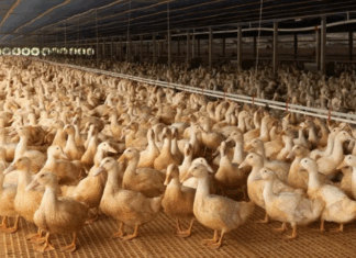 Bird flu reported at Elkhart County Duck breeder facility