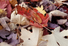 Loose-leaf pick up in Warsaw ends Dec. 5