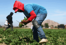 Trump allows more foreign ag workers, eases off ICE raids on farms