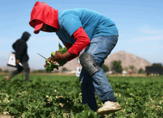 Trump allows more foreign ag workers, eases off ICE raids on farms