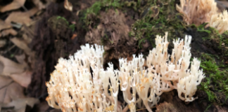 New ‘Friendly Foragers’ series to lead Hoosiers through local forests near North Webster