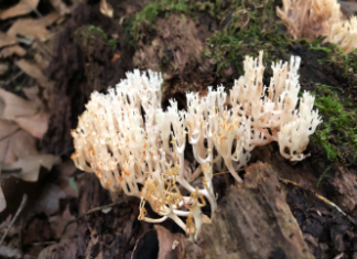 New ‘Friendly Foragers’ series to lead Hoosiers through local forests near North Webster