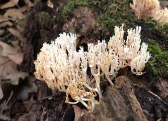 New ‘Friendly Foragers’ series to lead Hoosiers through local forests near North Webster