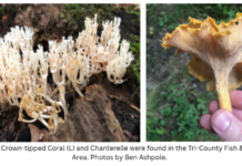 Mushroom hunting presentation, with focus on Morels, at North Webster Library on Wednesday