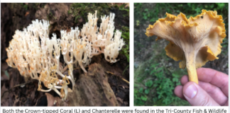Mushroom hunting presentation, with focus on Morels, at North Webster Library on Wednesday