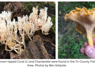 Mushroom hunting presentation, with focus on Morels, at North Webster Library on Wednesday