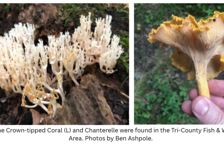 Mushroom hunting presentation, with focus on Morels, at North Webster Library on Wednesday