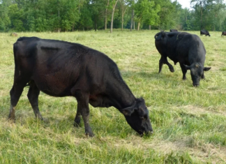 Indiana imposes emergency animal movement restrictions after Screwworm detected in US